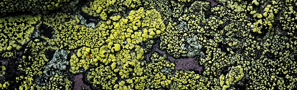 close-up of green lichen on rock