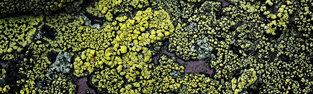close-up of green lichen on rock close-up of green lichen on rock