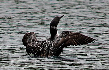 dark bird with white spots flaps wings while sitting on water