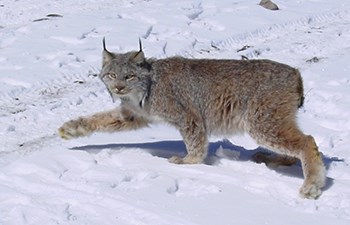 lynx midstep with front paw outstretched walks on snow