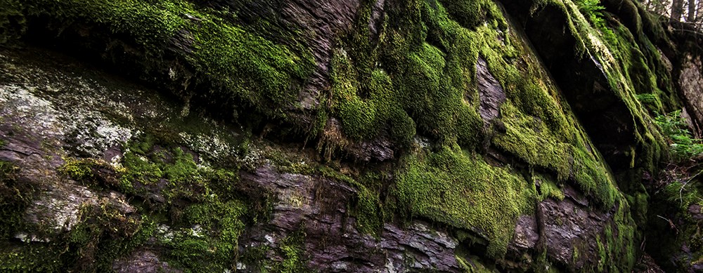 mossy rock in shady forest