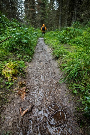 tracks left in mud on wet forest trail tracks left in mud on wet forest trail