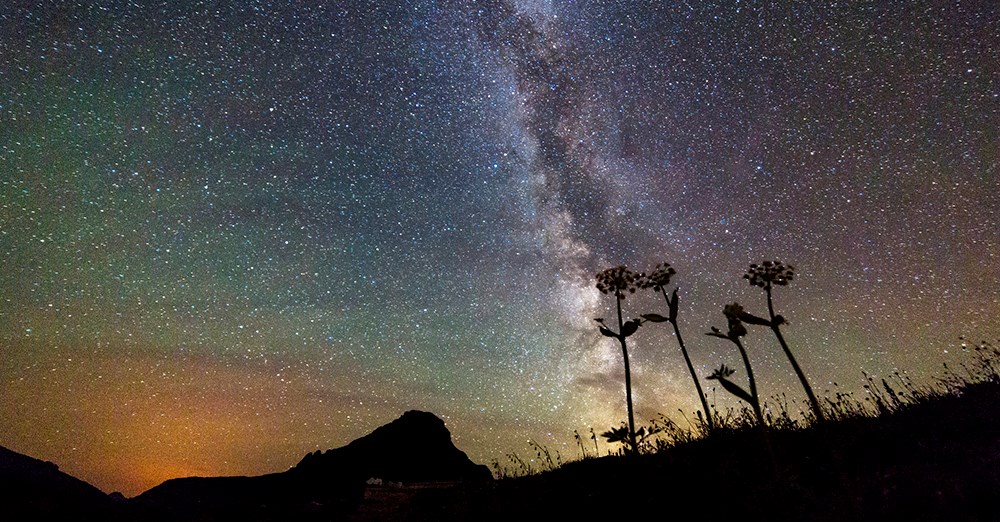 mountain and 3 flowers silhouetted by star filled sky