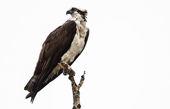 white bird with brown wings and sharp beak, in profile