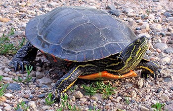 turtle with yellow stripes and orange accents on shell rim