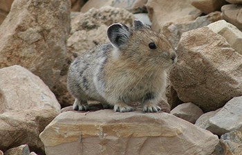 potato sized furry rodent sits on rock