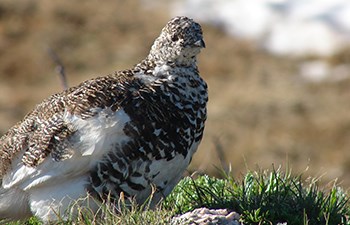 stocky bird low to ground with feathers transitioning between brown and white