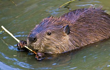 half submerged beaver chews on stick
