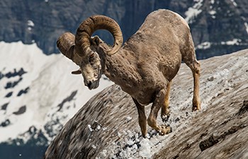 sheep with curved horns kicks up snow while running downhill