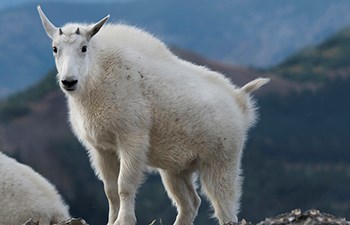 young goat with thick white fur and small horns