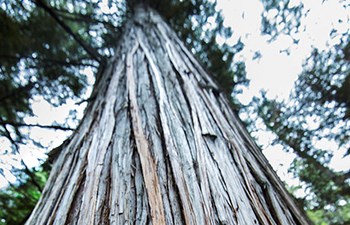 looking up at a tree top fading into the distance