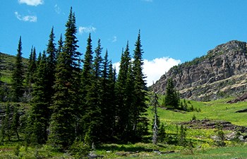 stand of fir trees in mountain meadow
