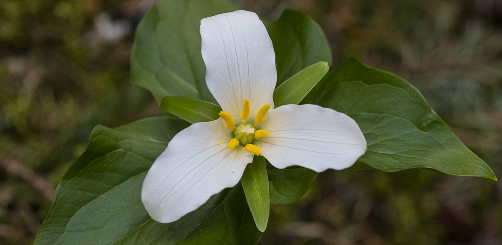 Wildflowers - Glacier National Park (U.S. National Park Service)