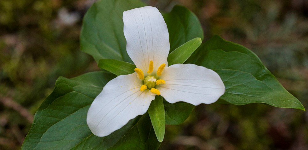 three petal three leaf white flower