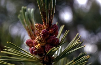 close-up of pine needles and bunch of small cones