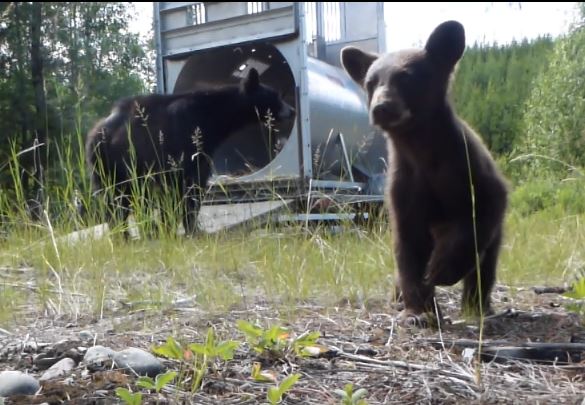 Black bear cub and sow walk away from live trap after capture and release