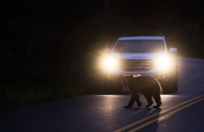 Bear crossing road in Glacier National Park