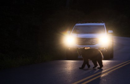 Bear crossing road Bear crossing road in Glacier National Park
