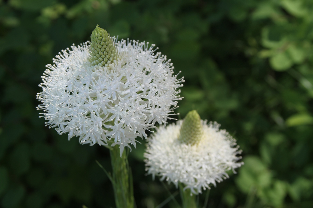 Beargrass