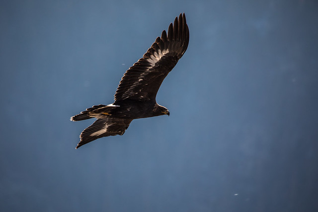 Golden eagle flies above Glacier National Park