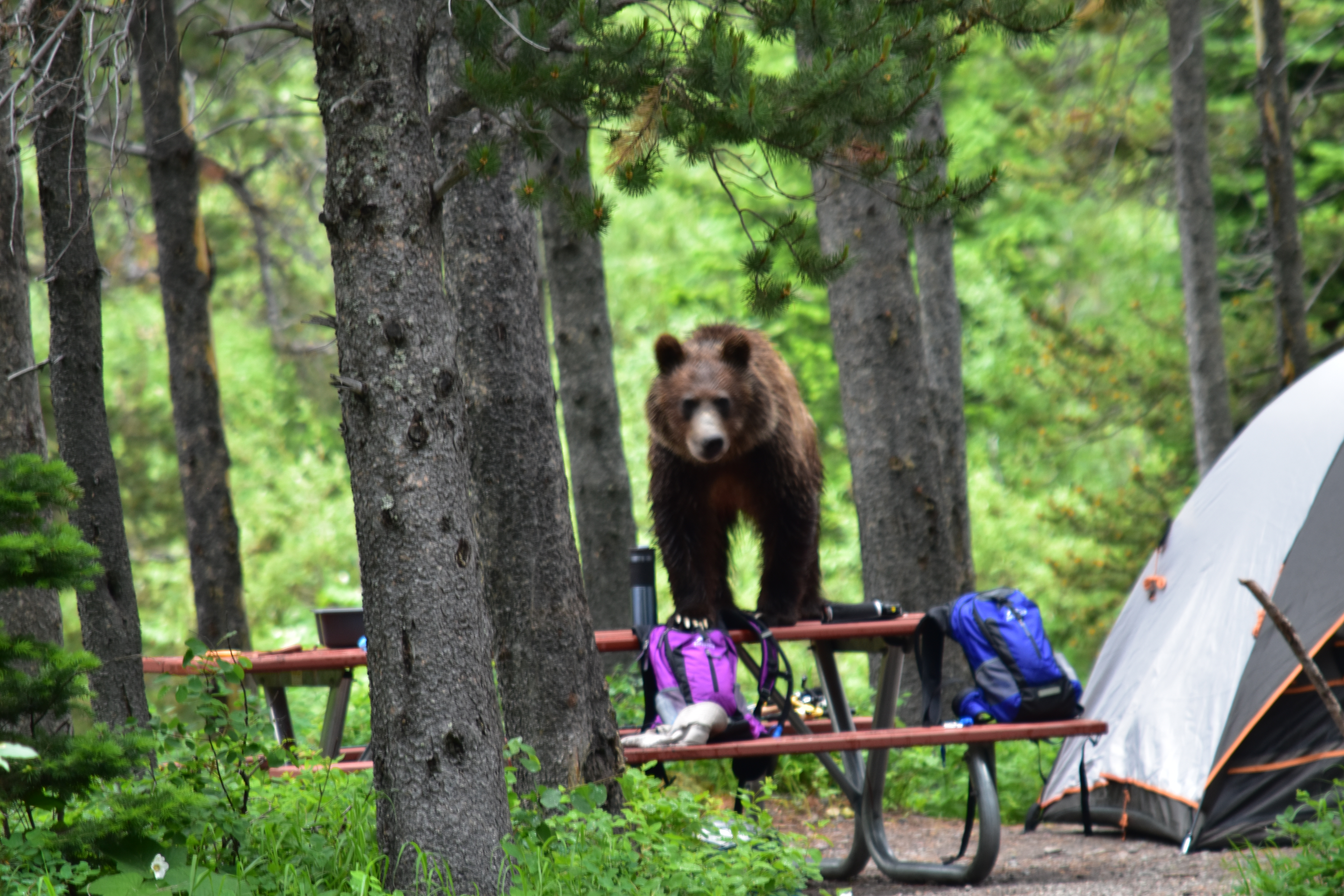 Grizzly bear in Many Glacier Campground