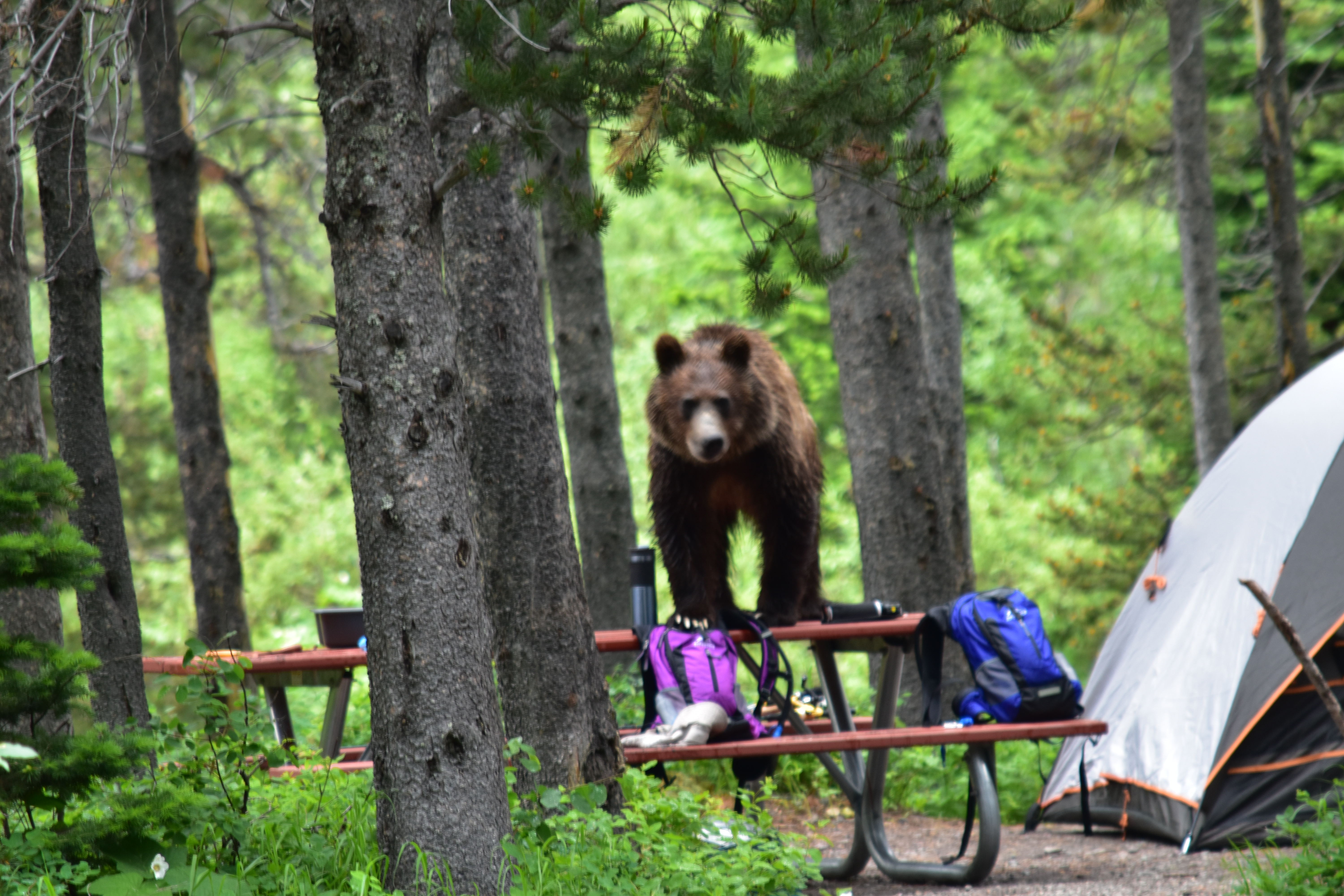 Wildlife in Campground in Glacier NP - Grizzy on table