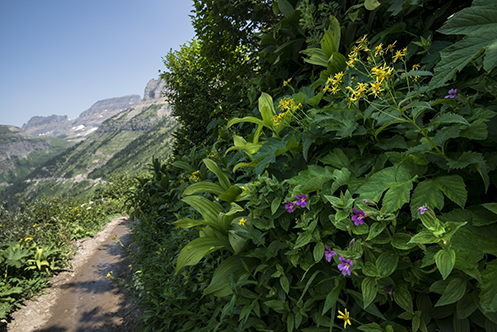 Garden Wall- Highline Trail