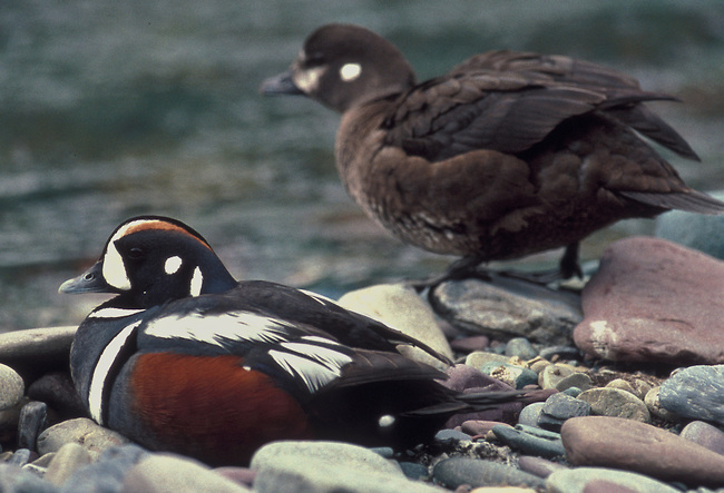 Harlequin Ducks