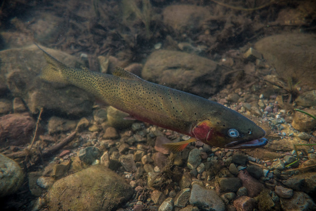 Native westslope cutthroat trout swims in lake