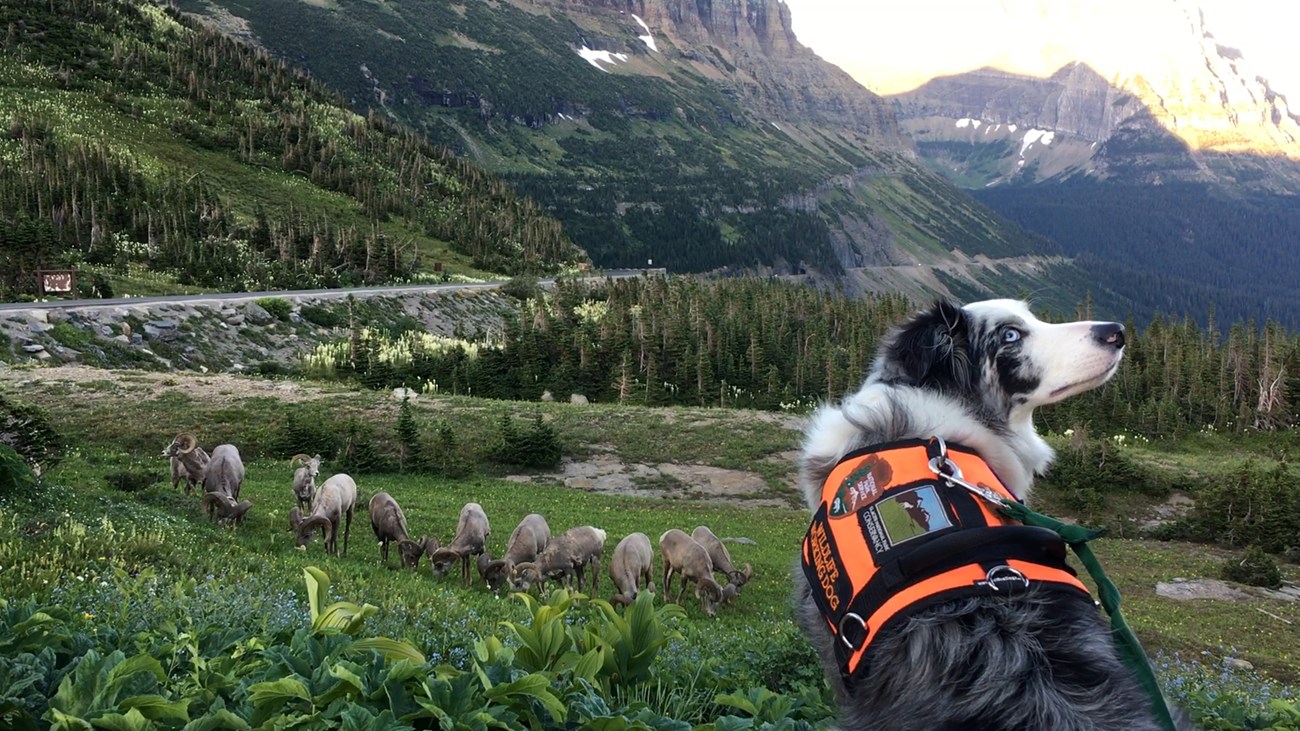 Gracie looks back at Ranger Mark Biel while watching a herd of bighorn rams grazing just downhill from the Logan Pass parking lot, Glacier National Park. Gracie and Ranger Mark prevented these sheep from ever entering the parking lot. July 2017
