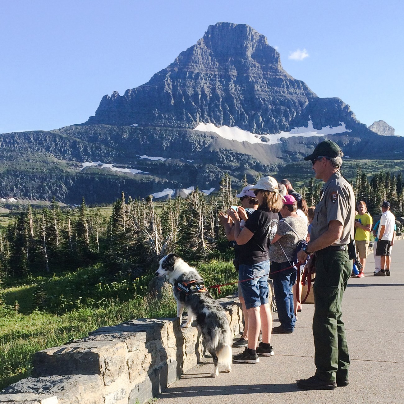 Ranger Mark Biel and Gracie at Logan Pass, Glacier National Park, August 2016. Gracie is looking at bighorn sheep grazing a short distance out of the parking lot after she and Ranger Mark moved them there