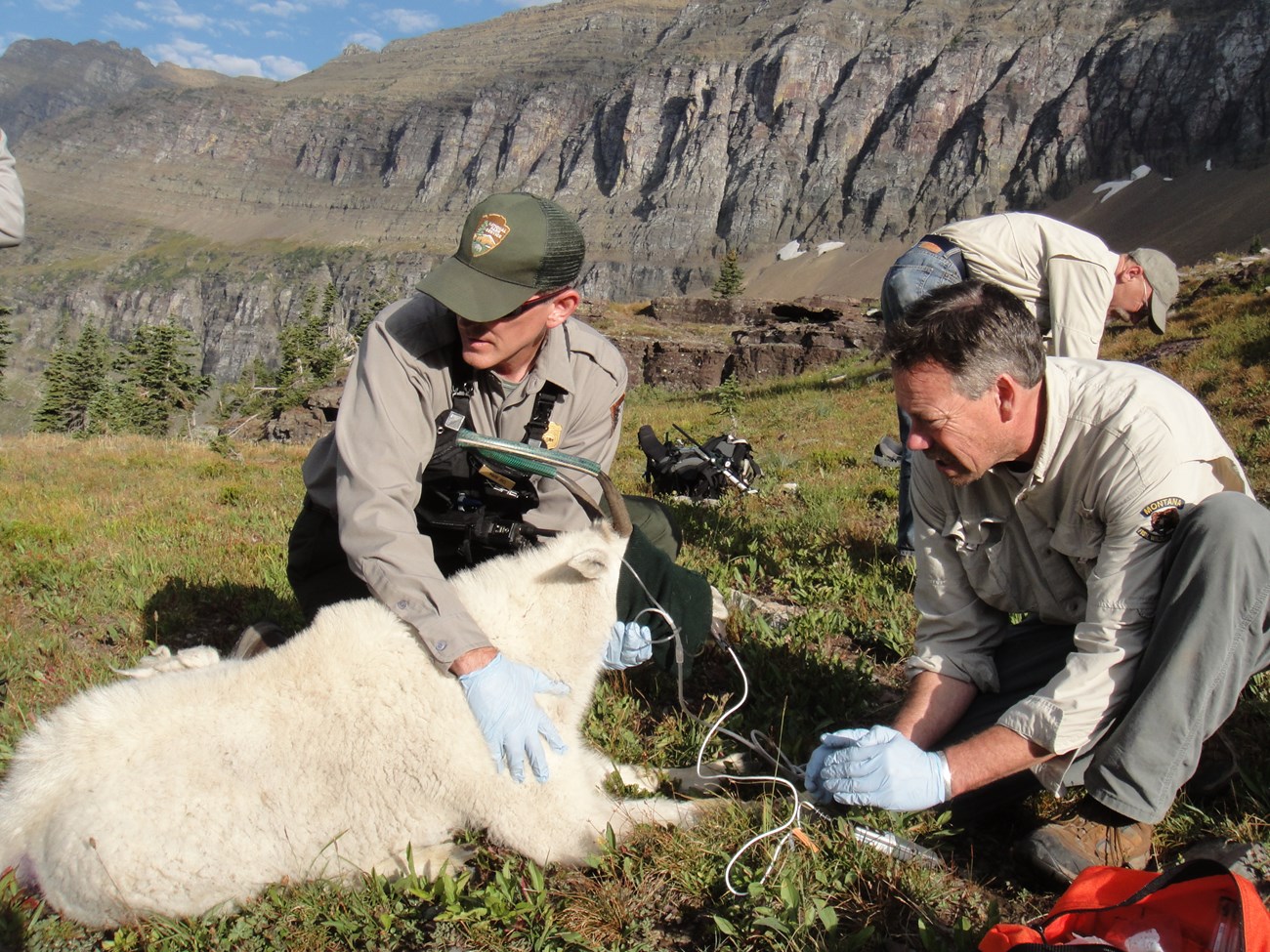Mark Biel and Montana Fish Wildlife and Parks staff evaluate a mountain goat to place a GPS collar for ongoing research at Logan Pass.