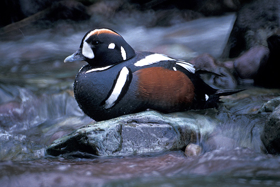 Male Harlequin duck