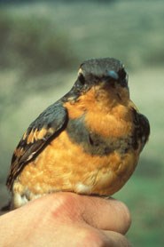 Varied Thrush Varied Thrush