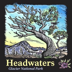 A colorful illustration of an old tree with text below that says Headwaters Glacier National Park