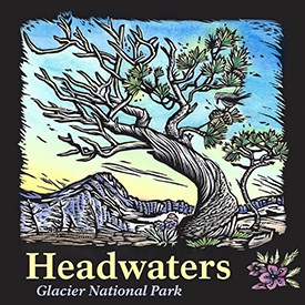 Cover art of Headwaters Season Two: Whitebark pine painting