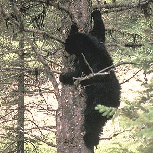 Black Bear in a tree