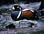 Harlequin duck