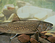 Bull trout