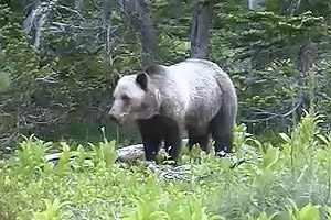 grizzly bear at Old Man Lake