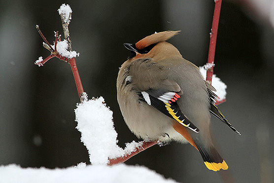 Picture of a Bohemian Waxwing