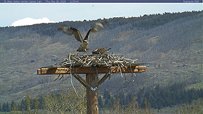 osprey at nest
