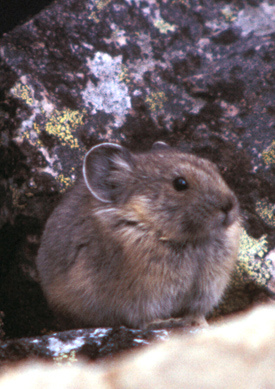 Pika