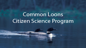 Loon-Podcast