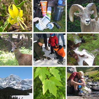montage of pictures of Glacier