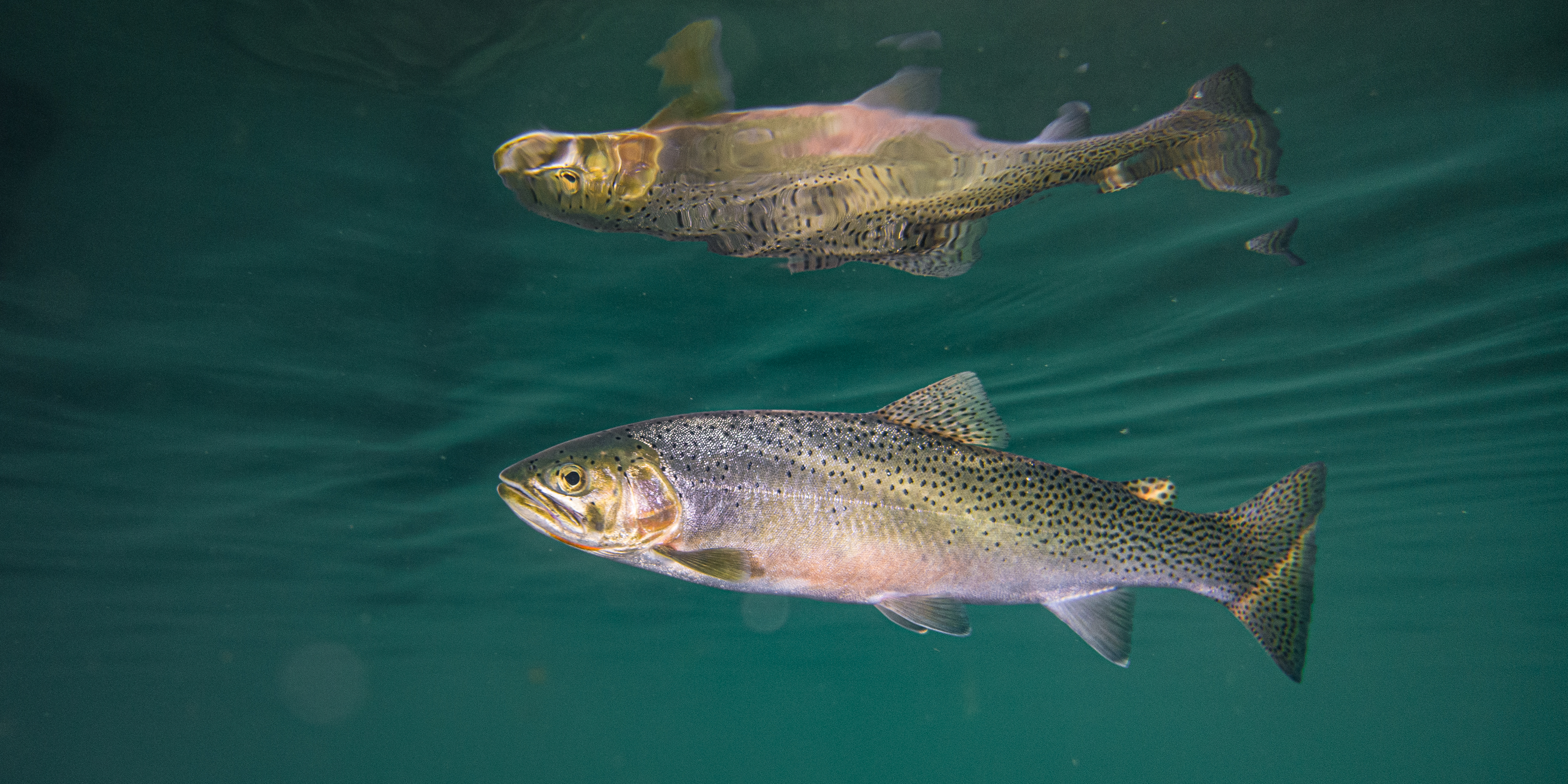 Expert Advice for Fishing Rainbow Trout in Winter • Outdoor Canada