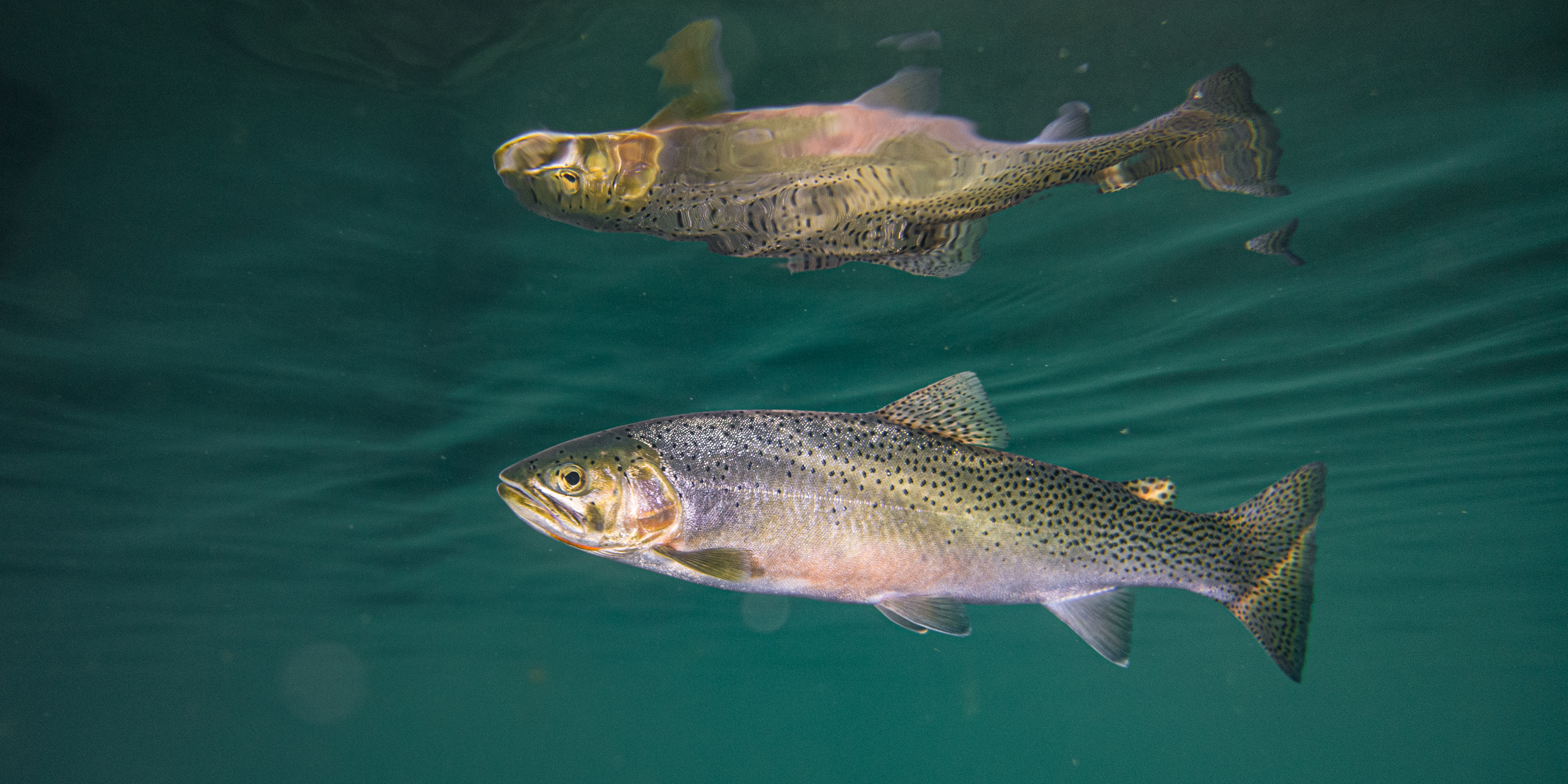 Fishing - Glacier National Park (U.S. National Park Service)