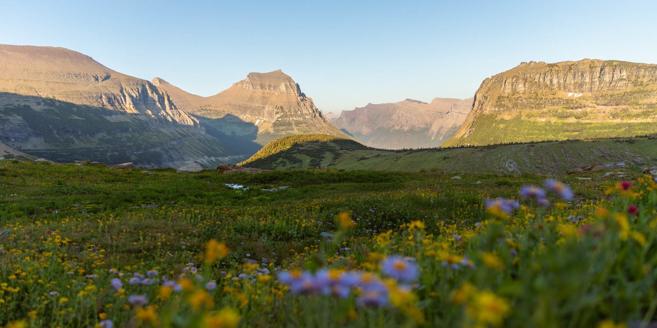A landscape of Logan Pass with flowers.