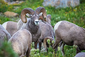 Bighorn Sheep looks up from among grazing herd