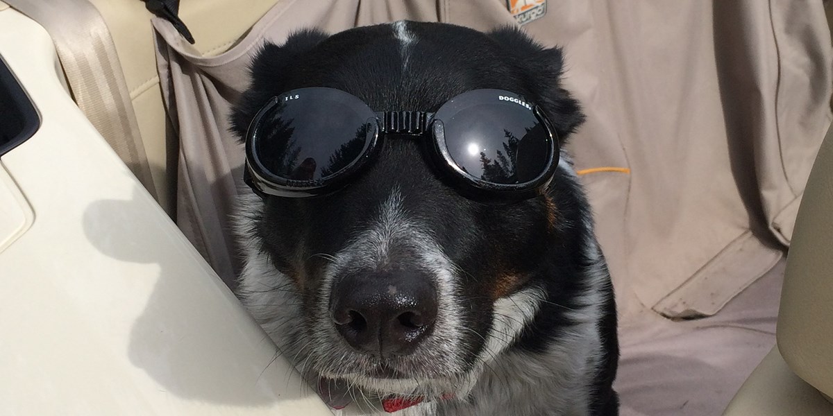 A dog with protective eye wear sits in the backseat of a convertible. 